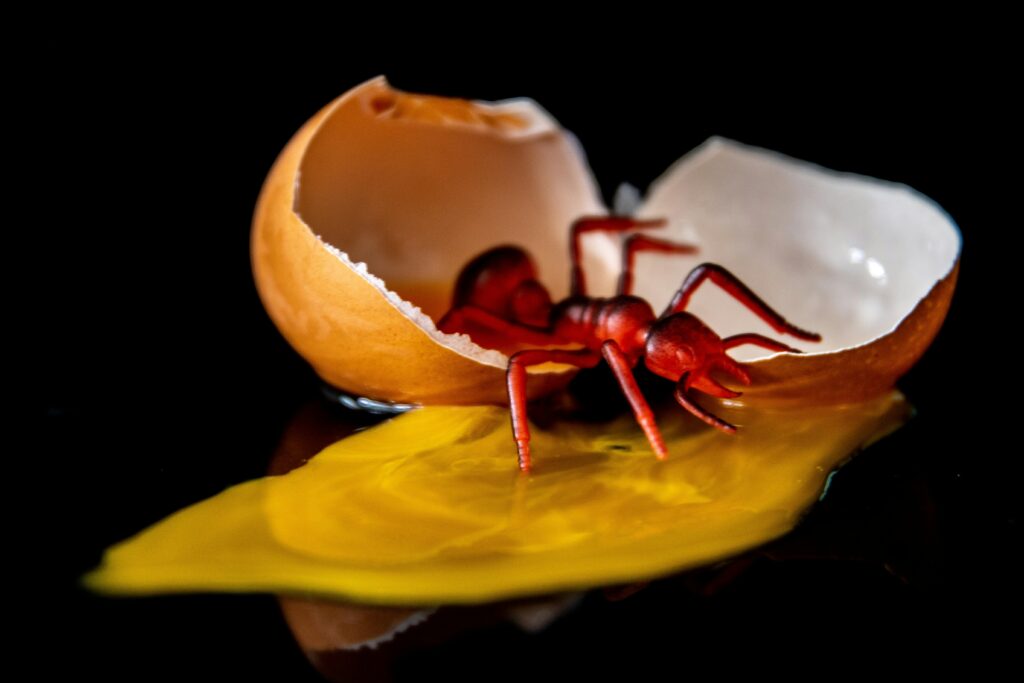Creative depiction of a red ant emerging from a cracked eggshell on a dark background.