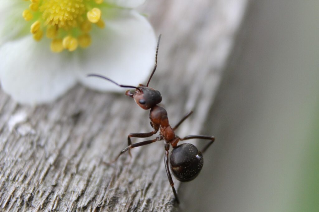 ant, ants, nature, insect, macro, animal, wood, wildlife, antenna, gray wood, ant, ant, ant, ant, ant, ants, ants