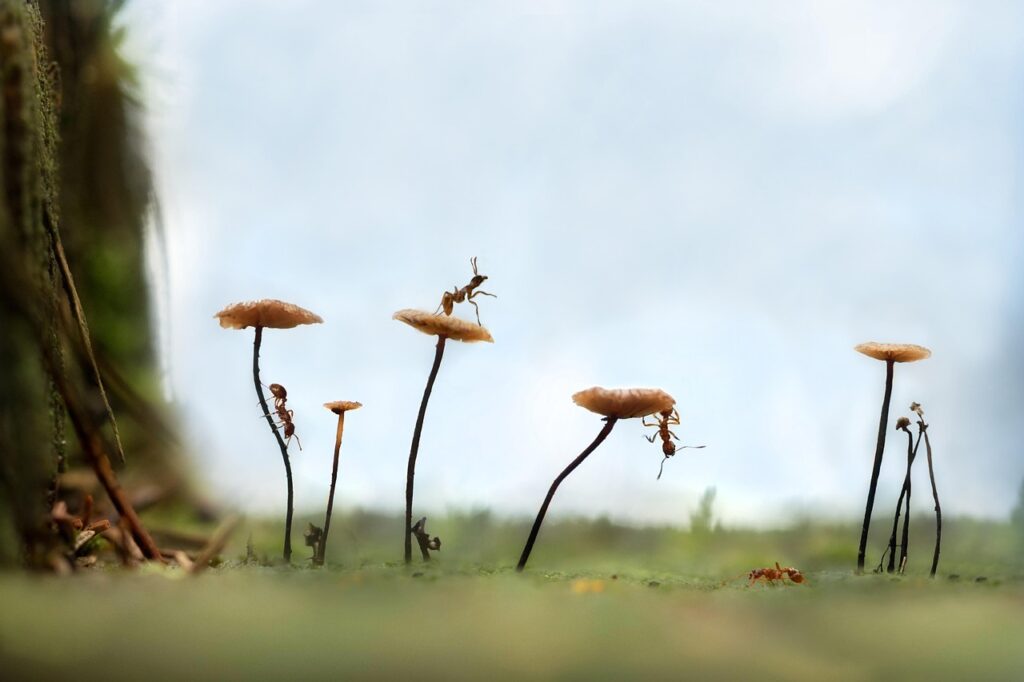 ants, insects, nature, forest, mushrooms, scenic, ants, ants, ants, ants, ants, nature, mushrooms